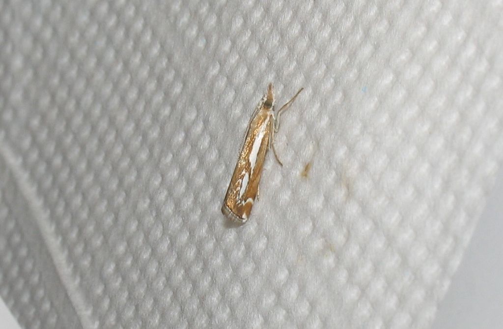 Catoptria corsicella (Duponchel 1836)